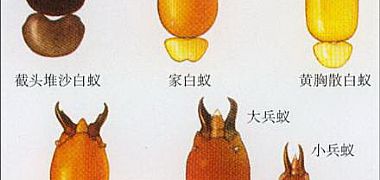 深圳市殺白蟻公司/白蟻主要危害蟻種的生物學(黃胸散白蟻的生物學) 深圳市殺白蟻公司/白蟻主要危害蟻種的生物學(黃胸散白蟻的生物學)
